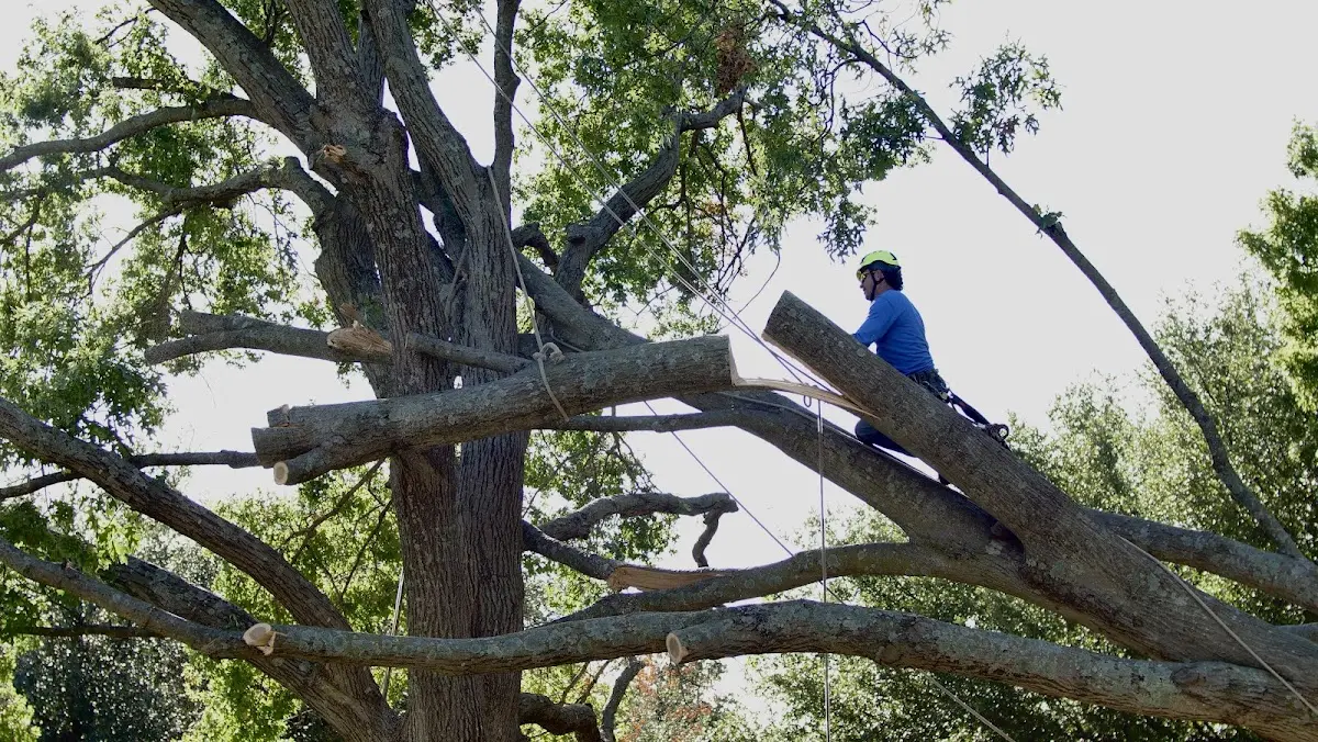 Professional Hazardous Tree Removal performed by certified arborists in Caryville