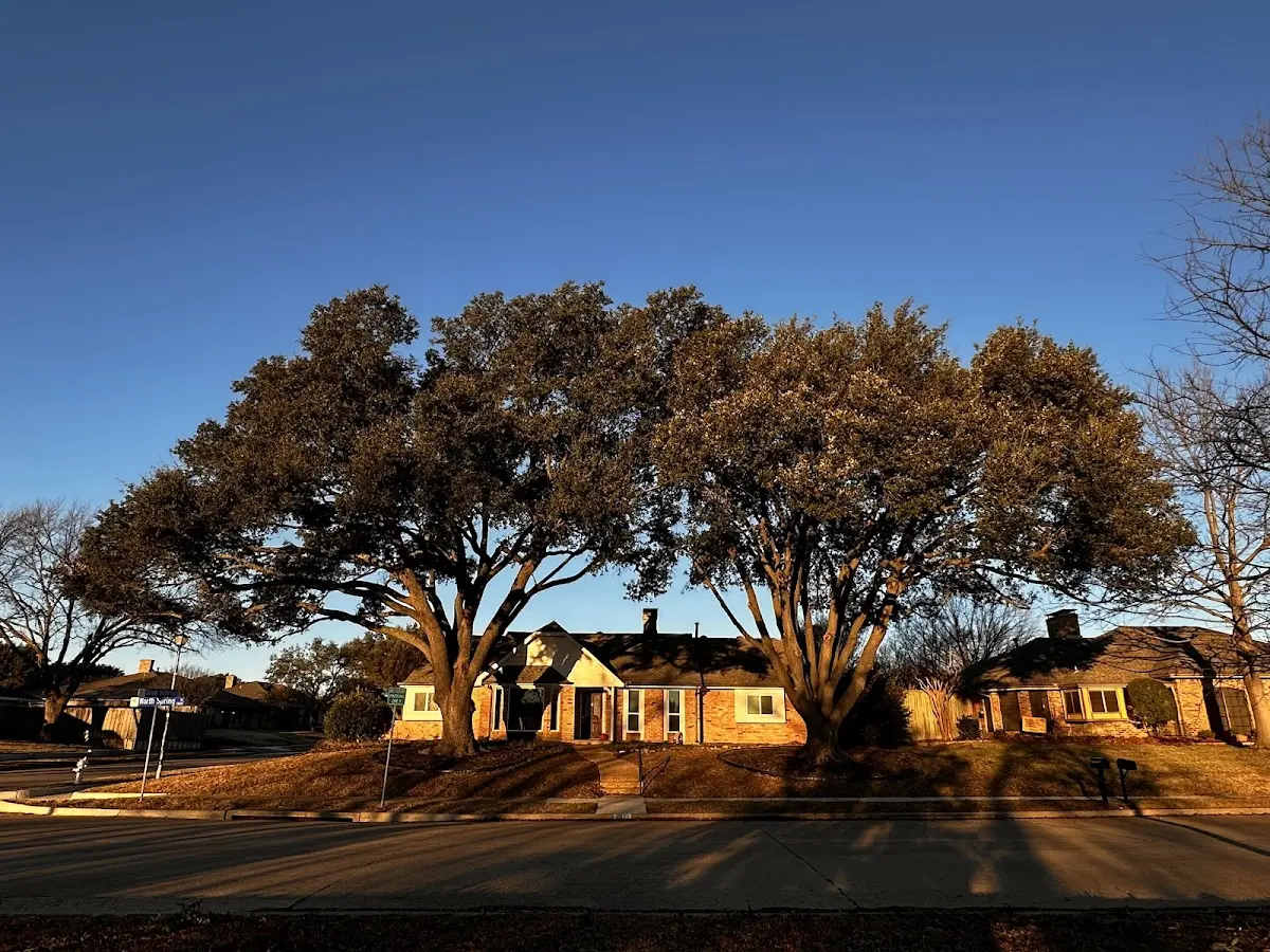 Established residential canopy tree shading a home in Caryville
